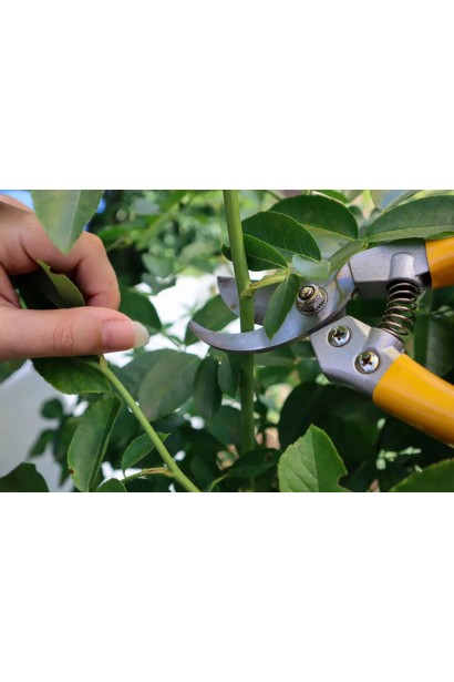 Троянда Марія Тереза обрізка